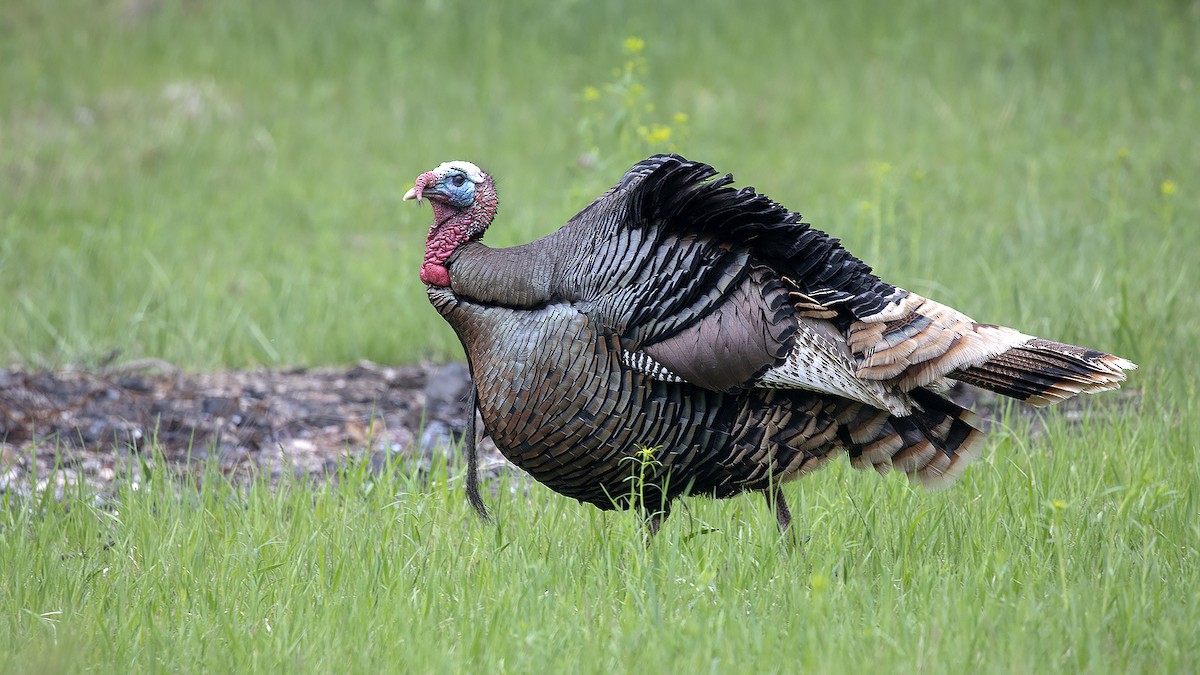 Wild Turkey - ML101838181