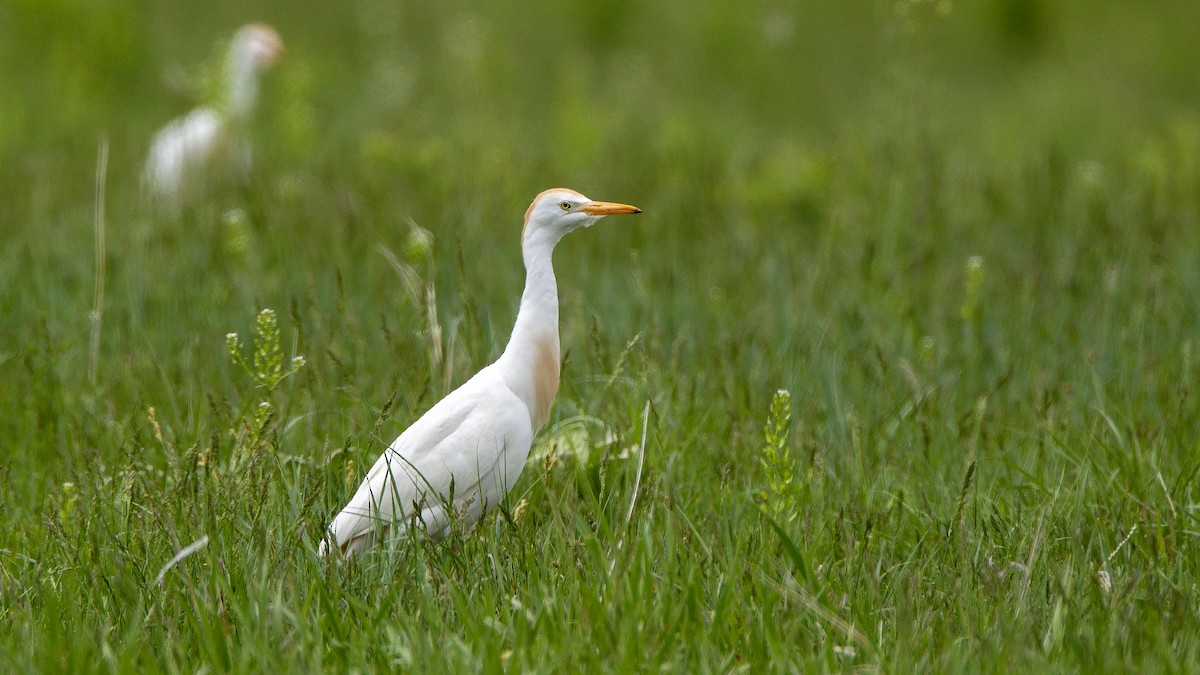 Western Cattle Egret - ML101839651