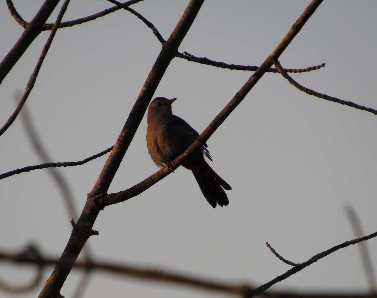 Gray Catbird - ML101840191