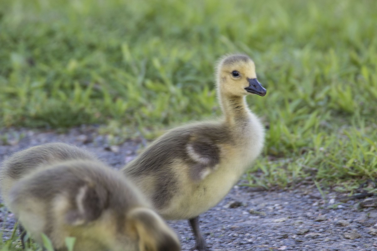 Canada Goose - ML101843291