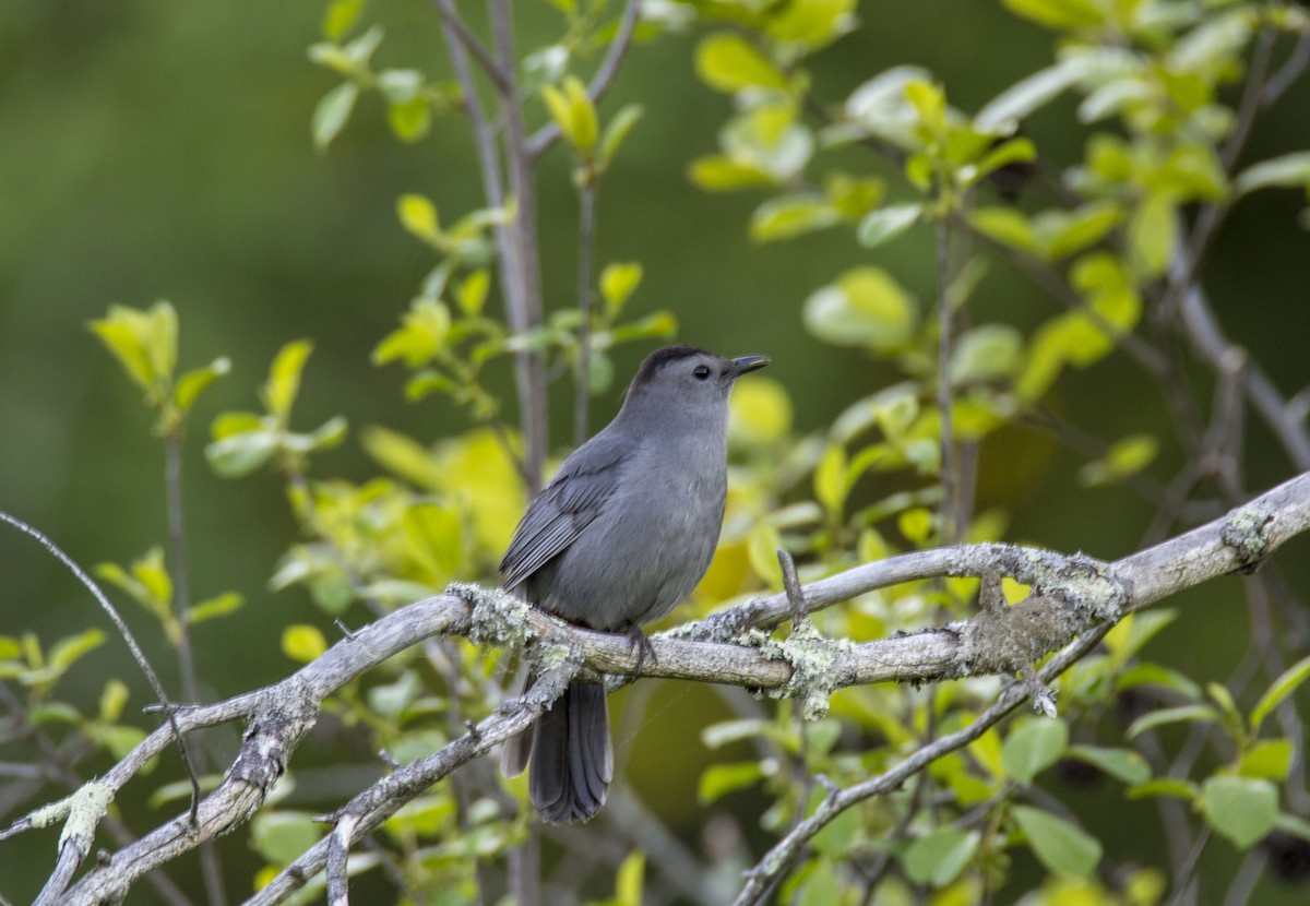 Gray Catbird - ML101843501