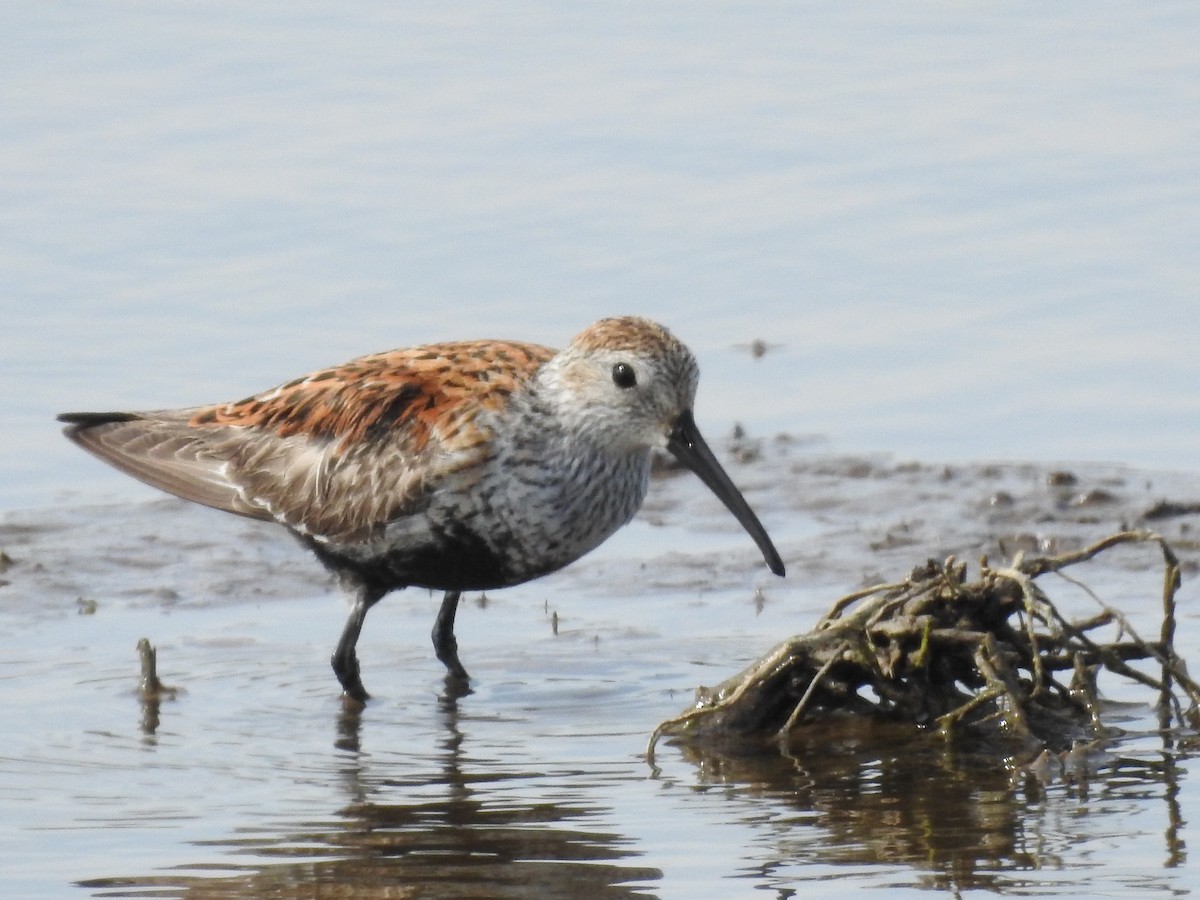 Dunlin - ML101844201