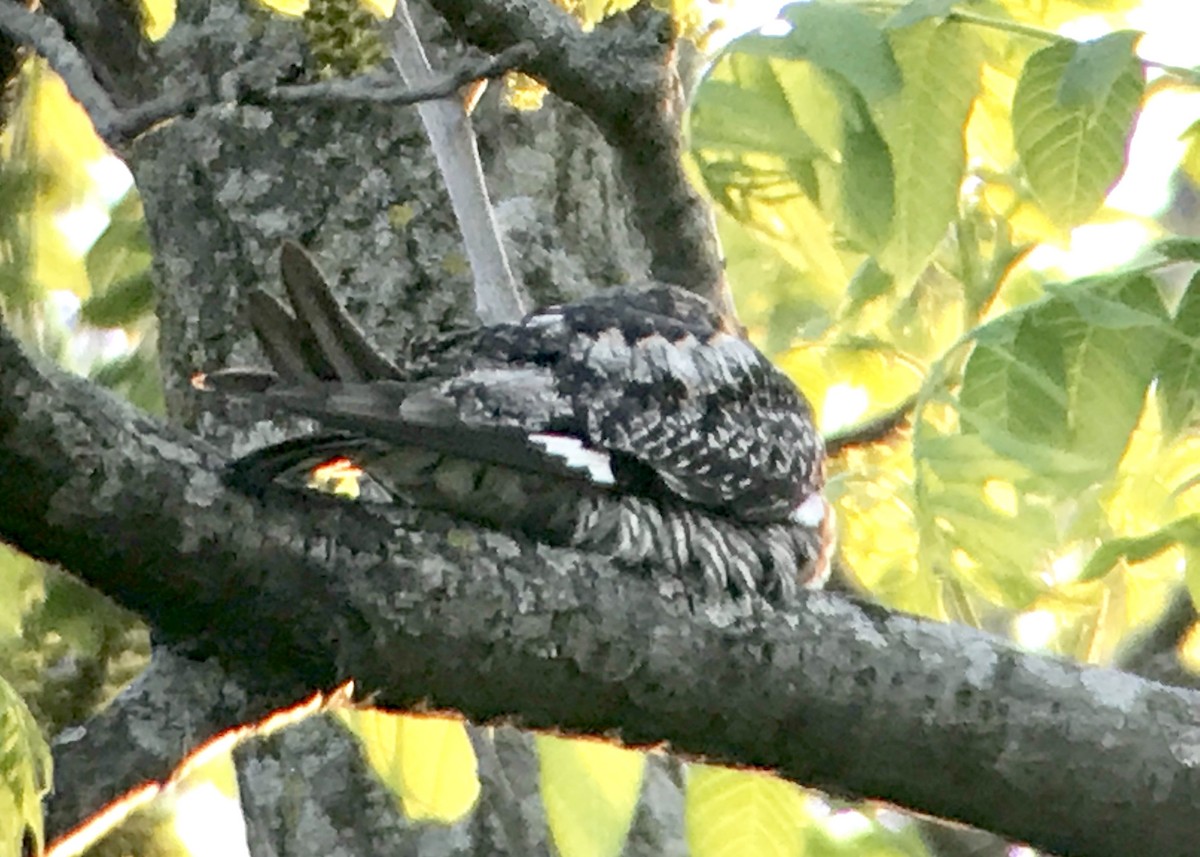 Common Nighthawk - ML101844231