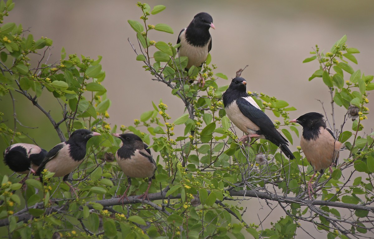 Rosy Starling - Paul Chapman