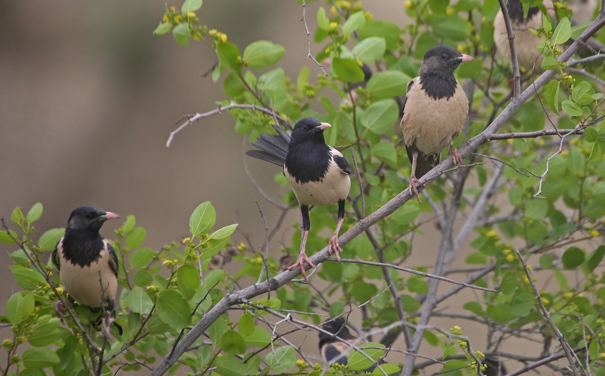 Rosy Starling - Paul Chapman