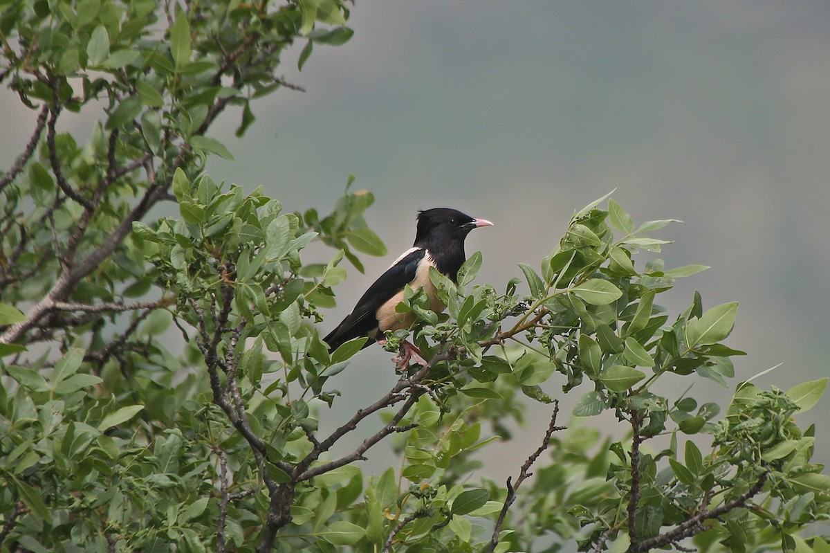 Rosy Starling - Paul Chapman