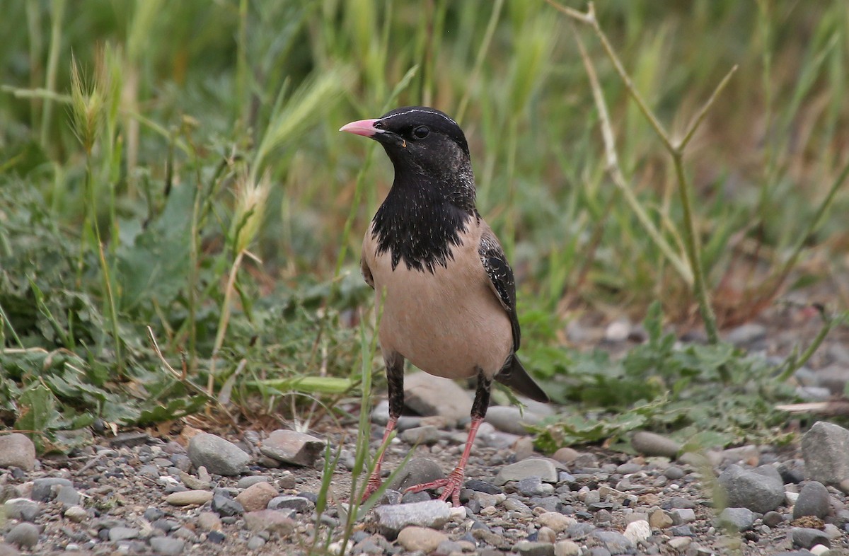 Rosy Starling - Paul Chapman