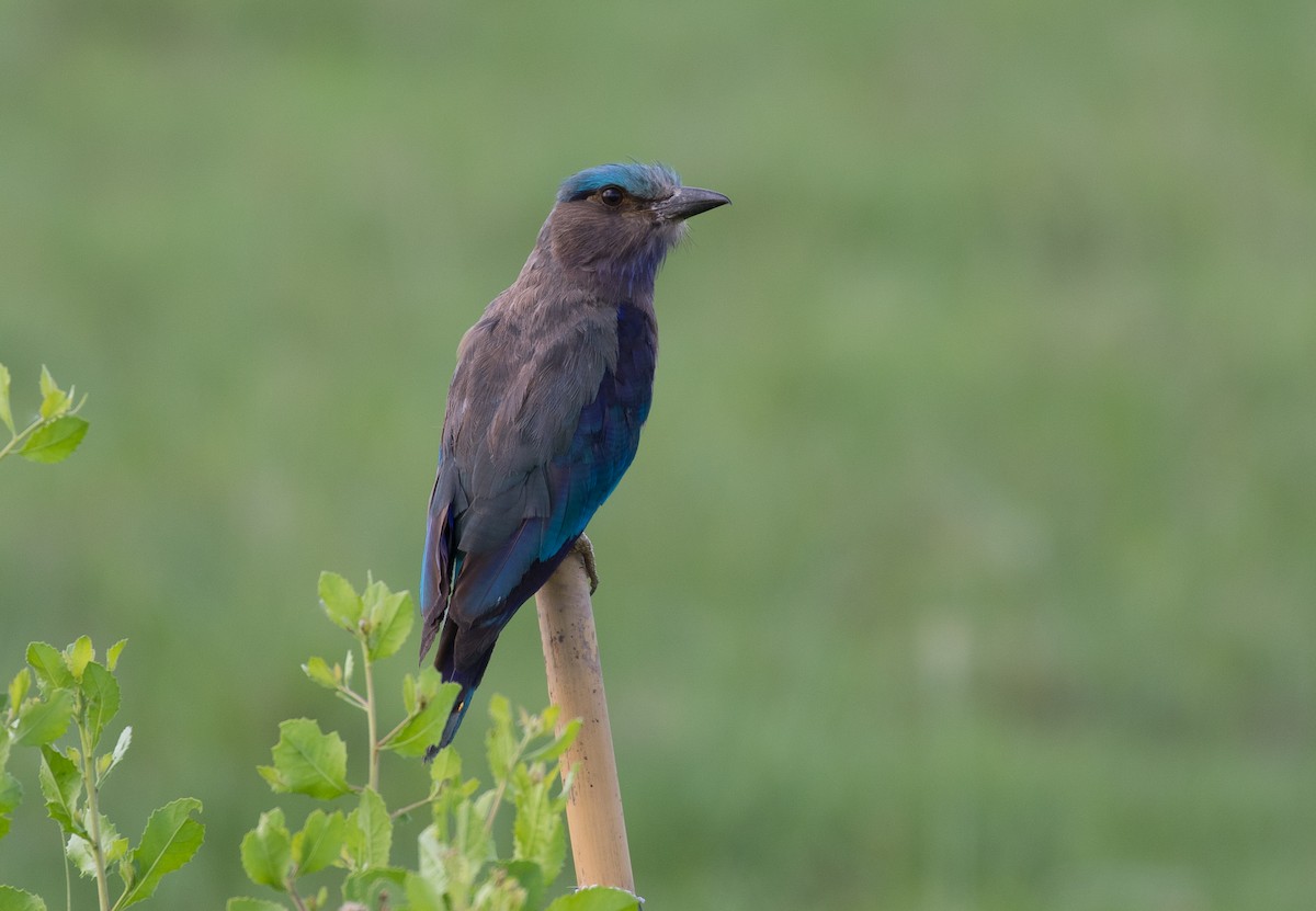 indokinaråke - ML101850761