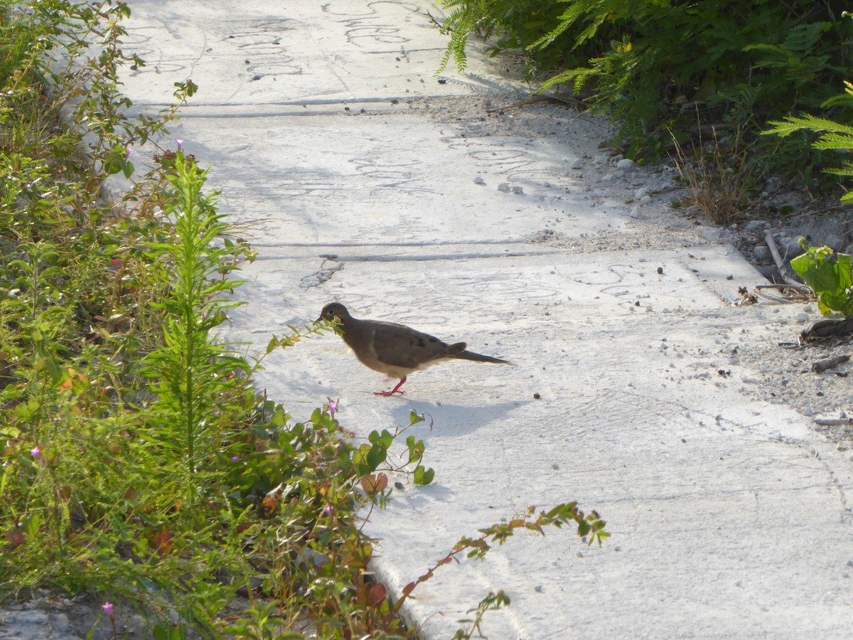 Mourning Dove - ML101851021