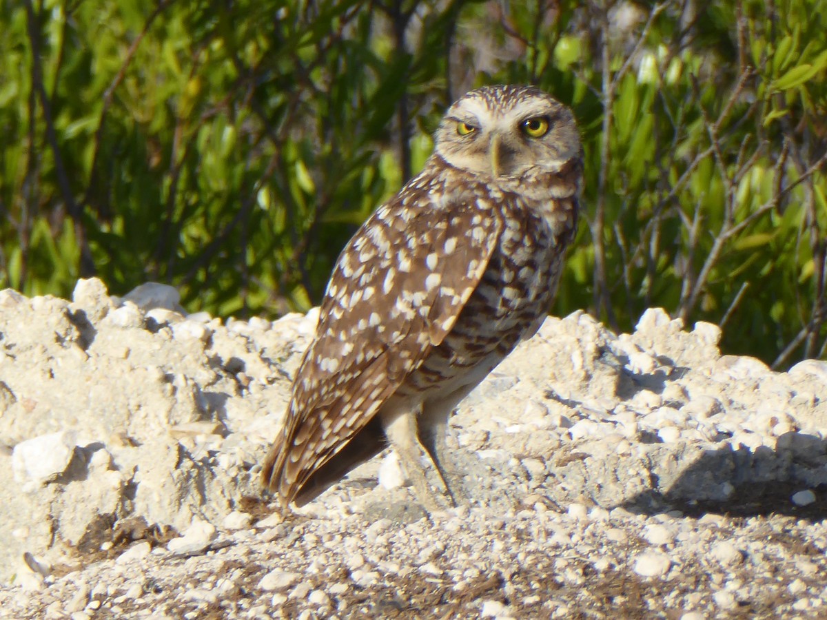 Burrowing Owl - ML101851631