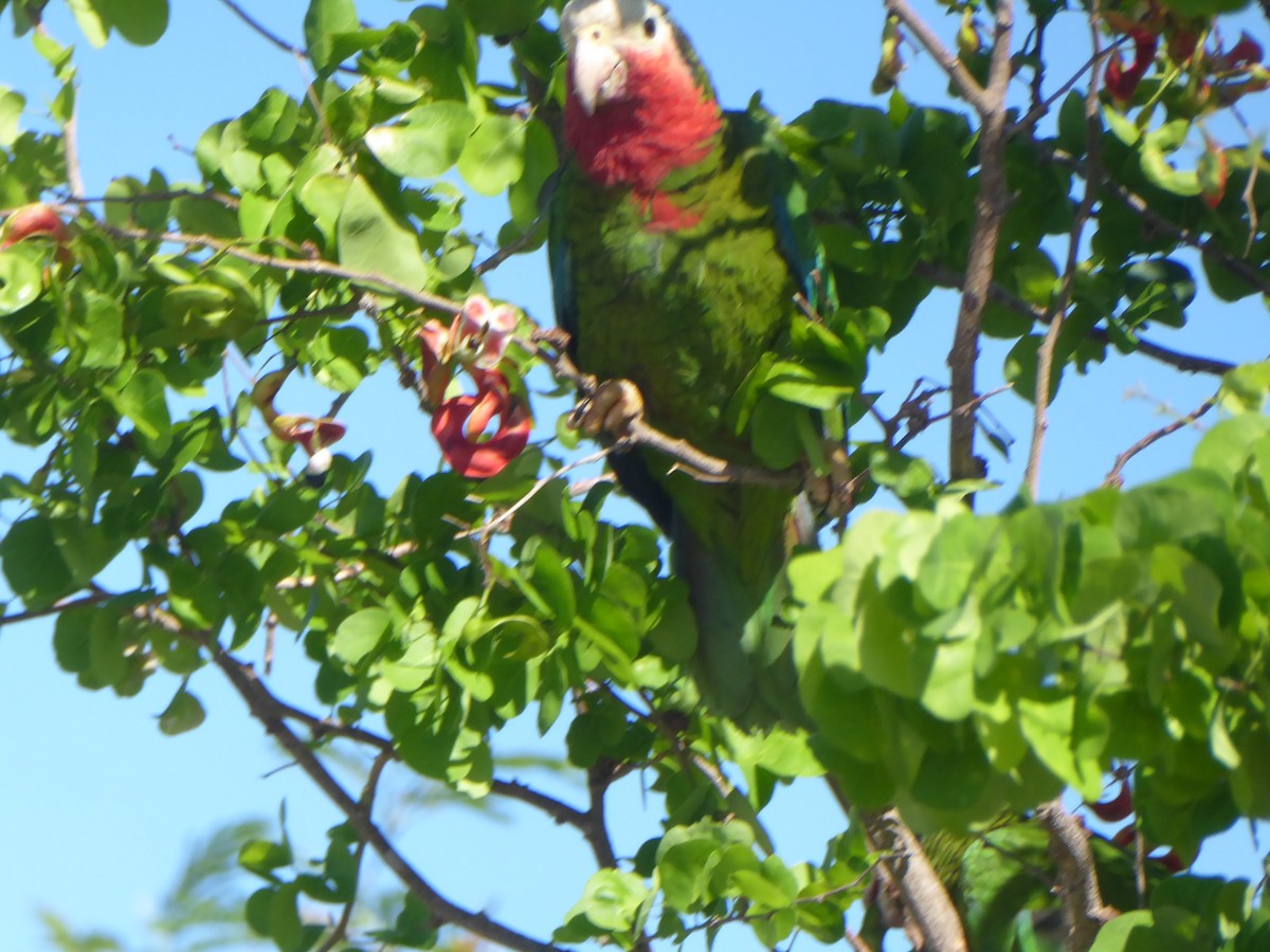 Cuban Parrot - ML101852241