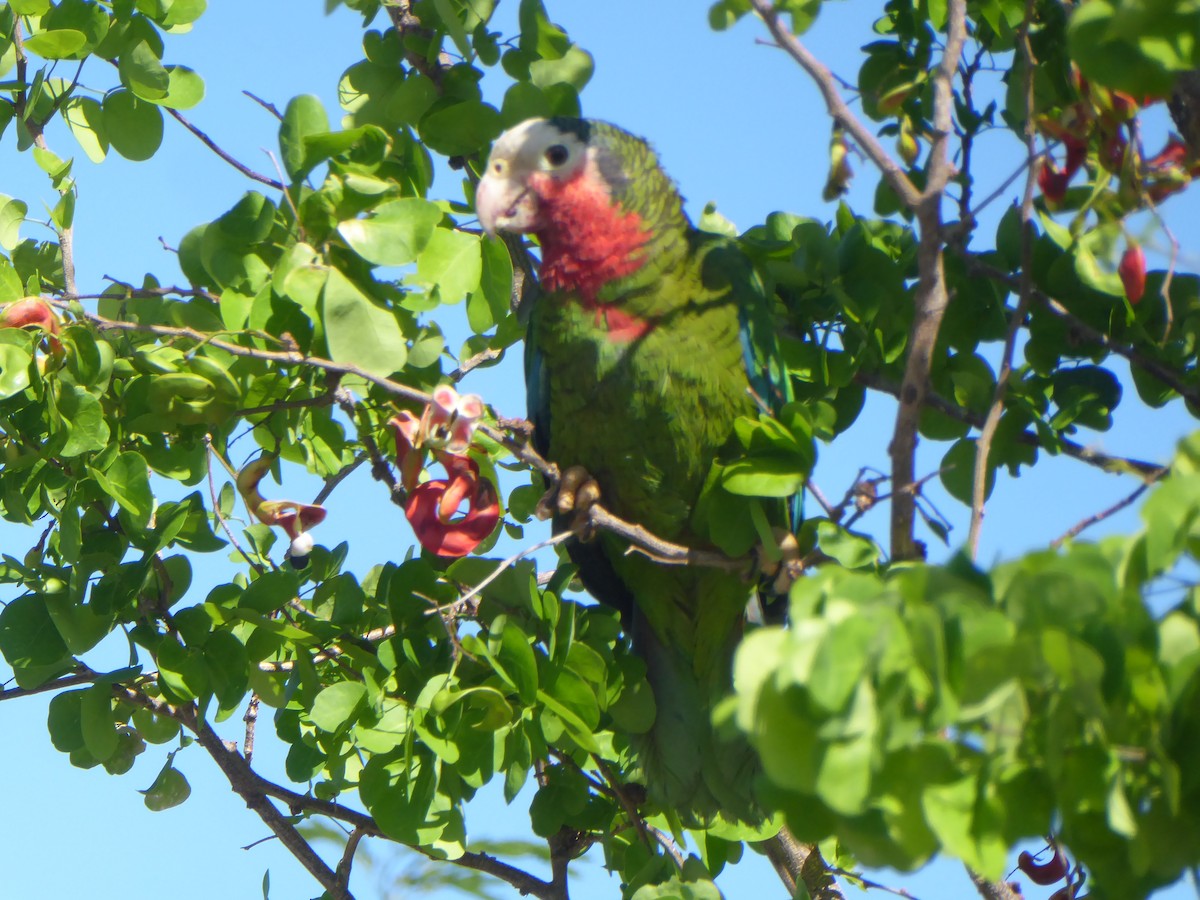 Cuban Parrot - elwood bracey