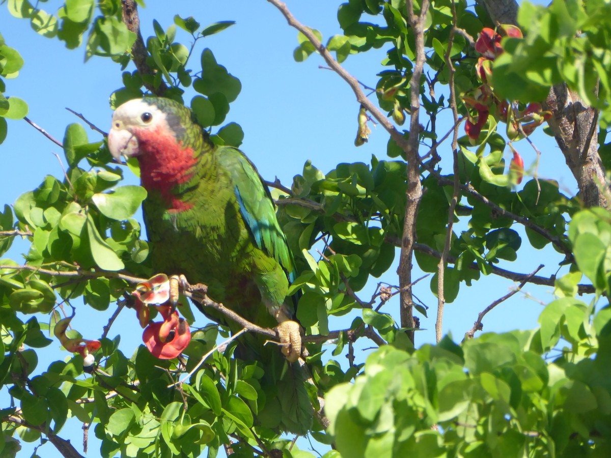 Cuban Parrot - ML101852311