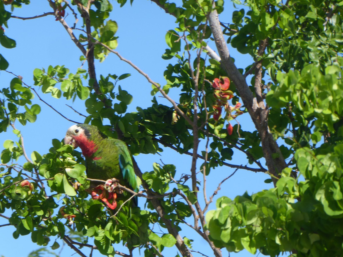 Cuban Parrot - ML101852351