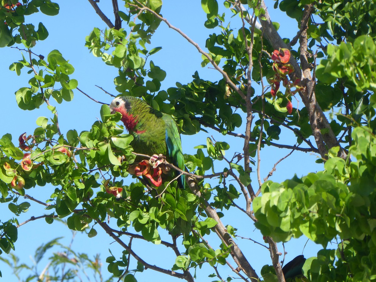 Cuban Parrot - ML101852371