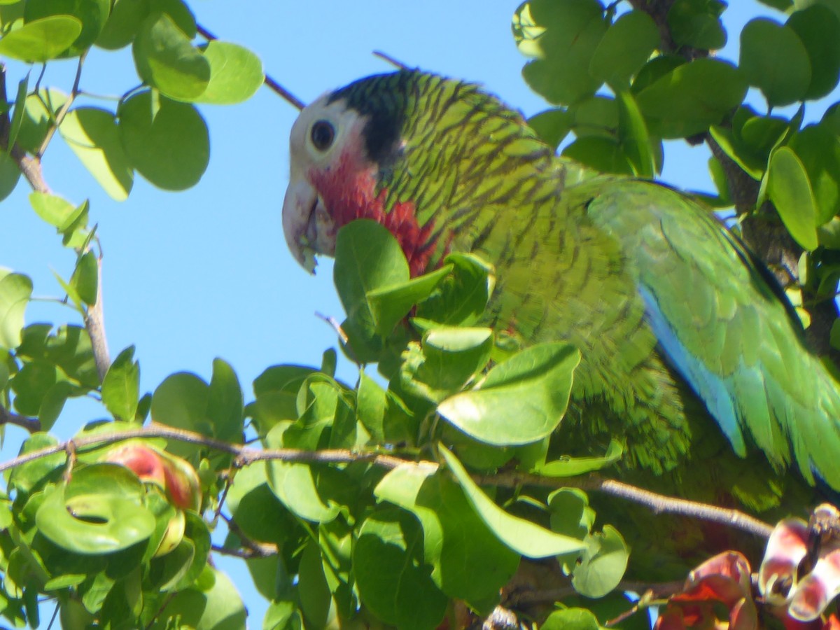 Cuban Parrot - ML101852411