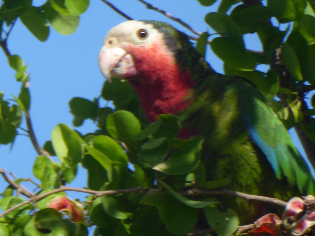 Cuban Parrot - ML101852421