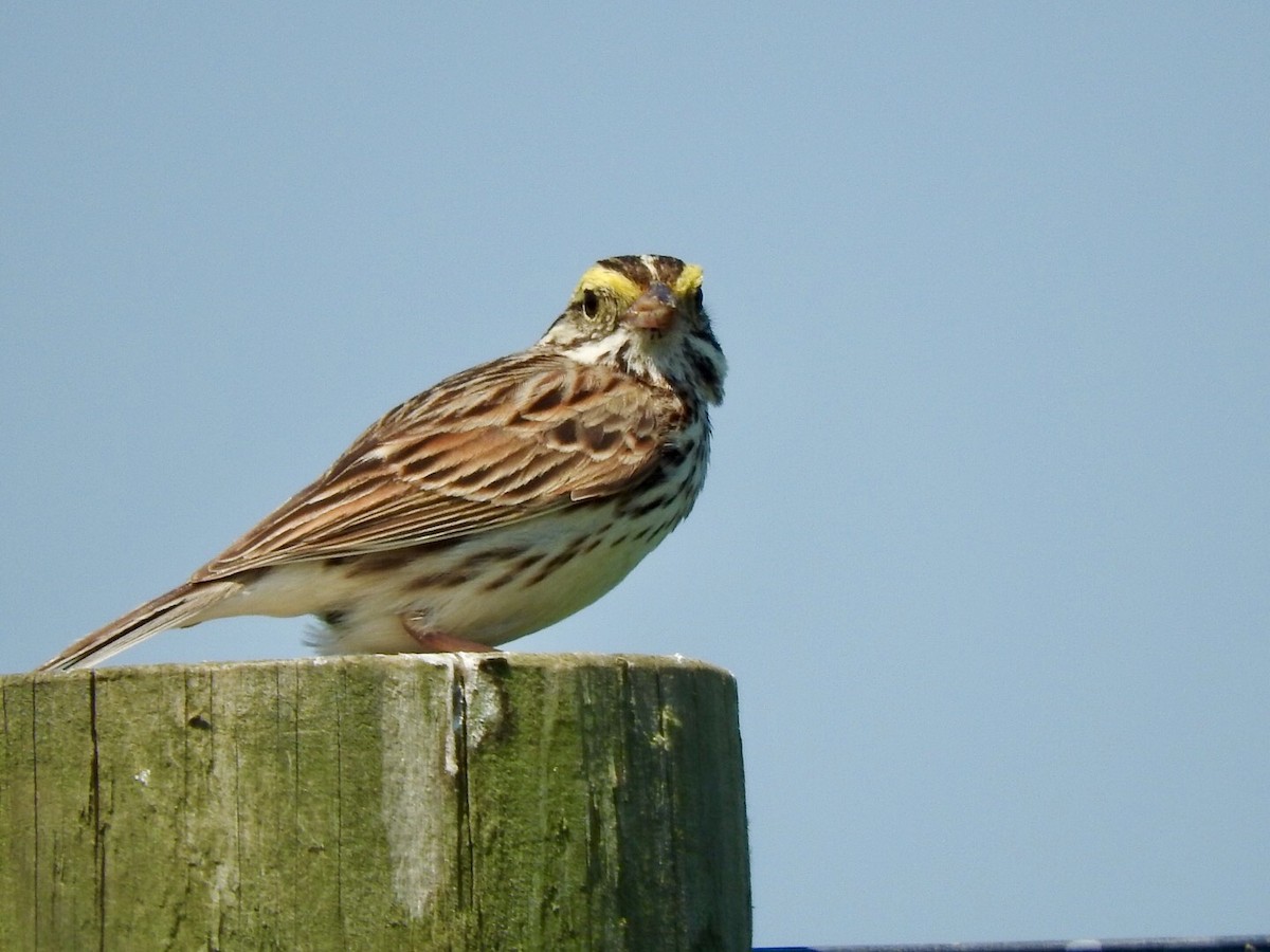 Savannah Sparrow - Betsy MacMillan