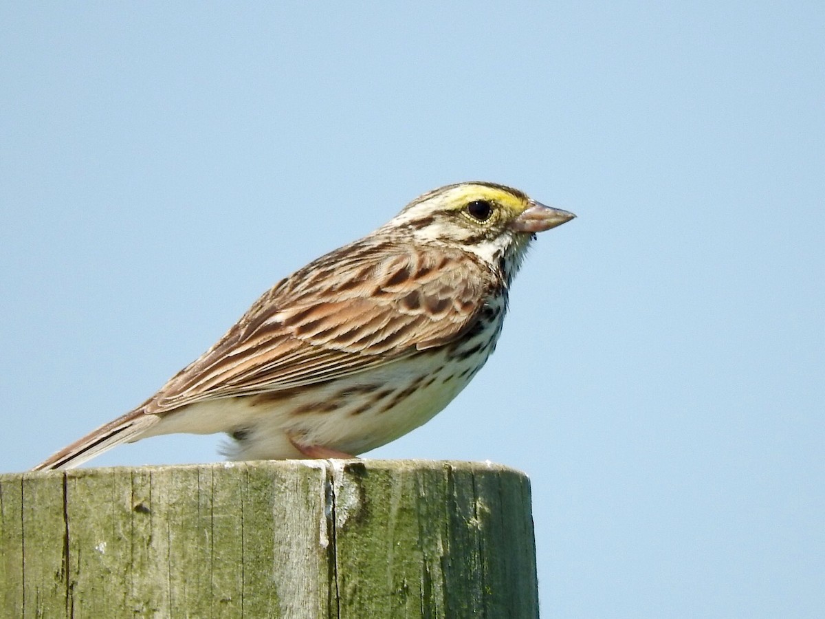 Savannah Sparrow - Betsy MacMillan