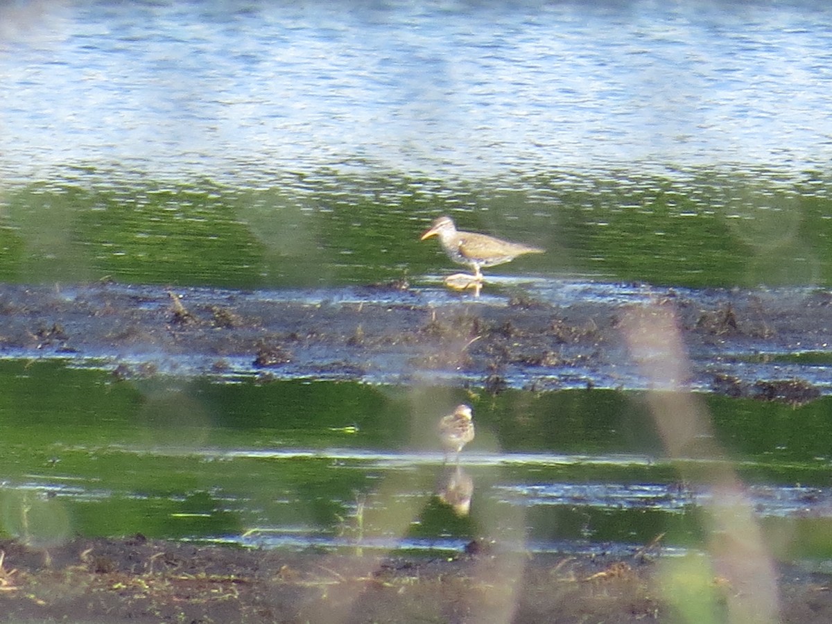 Spotted Sandpiper - Benjamin Althouse