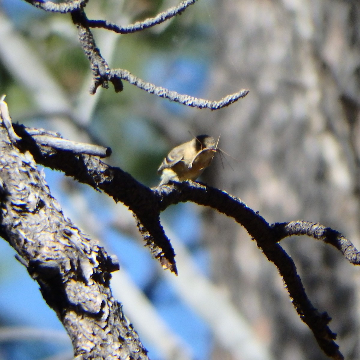 Buff-breasted Flycatcher - ML101855431