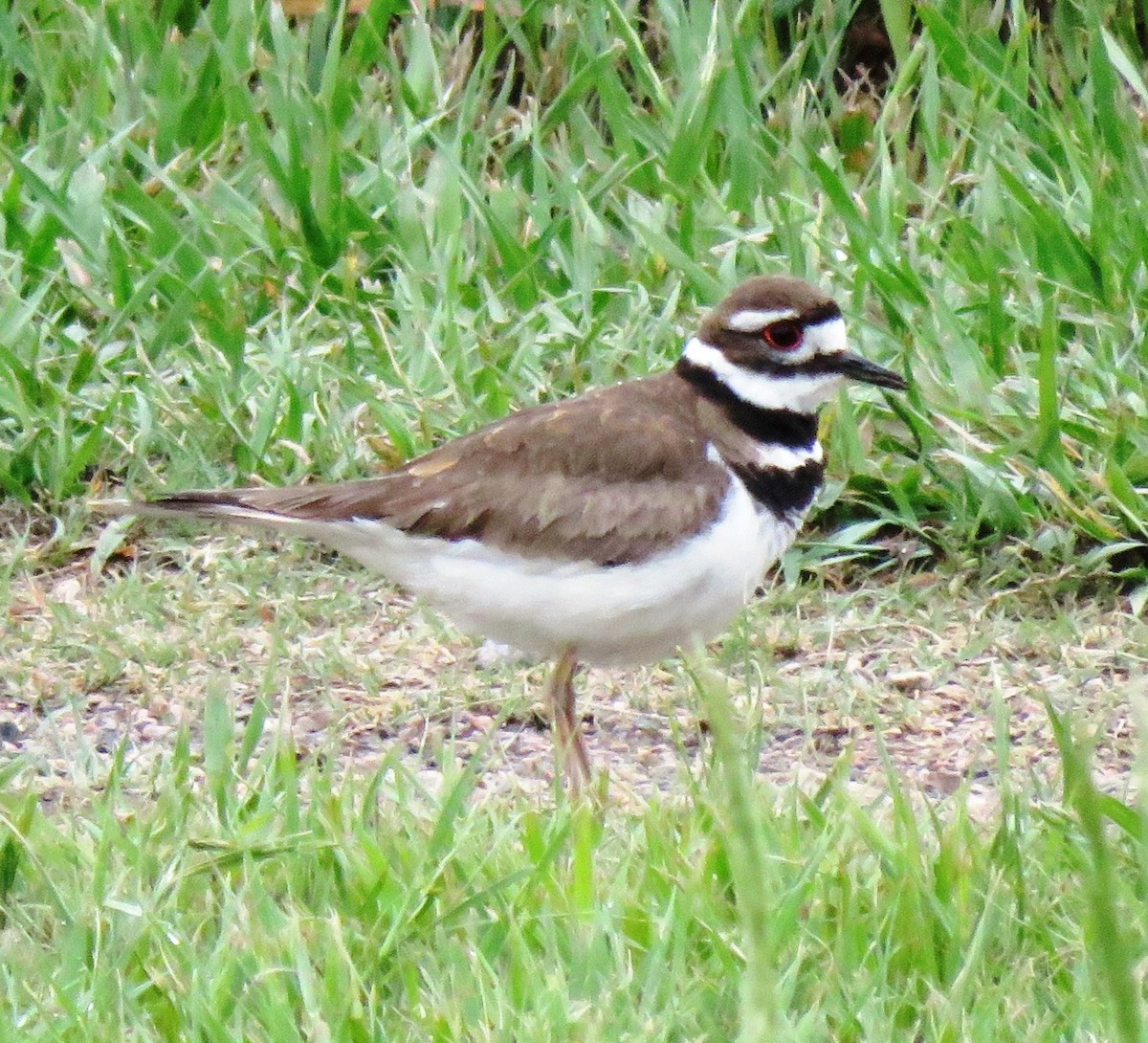 Killdeer - ML101858951