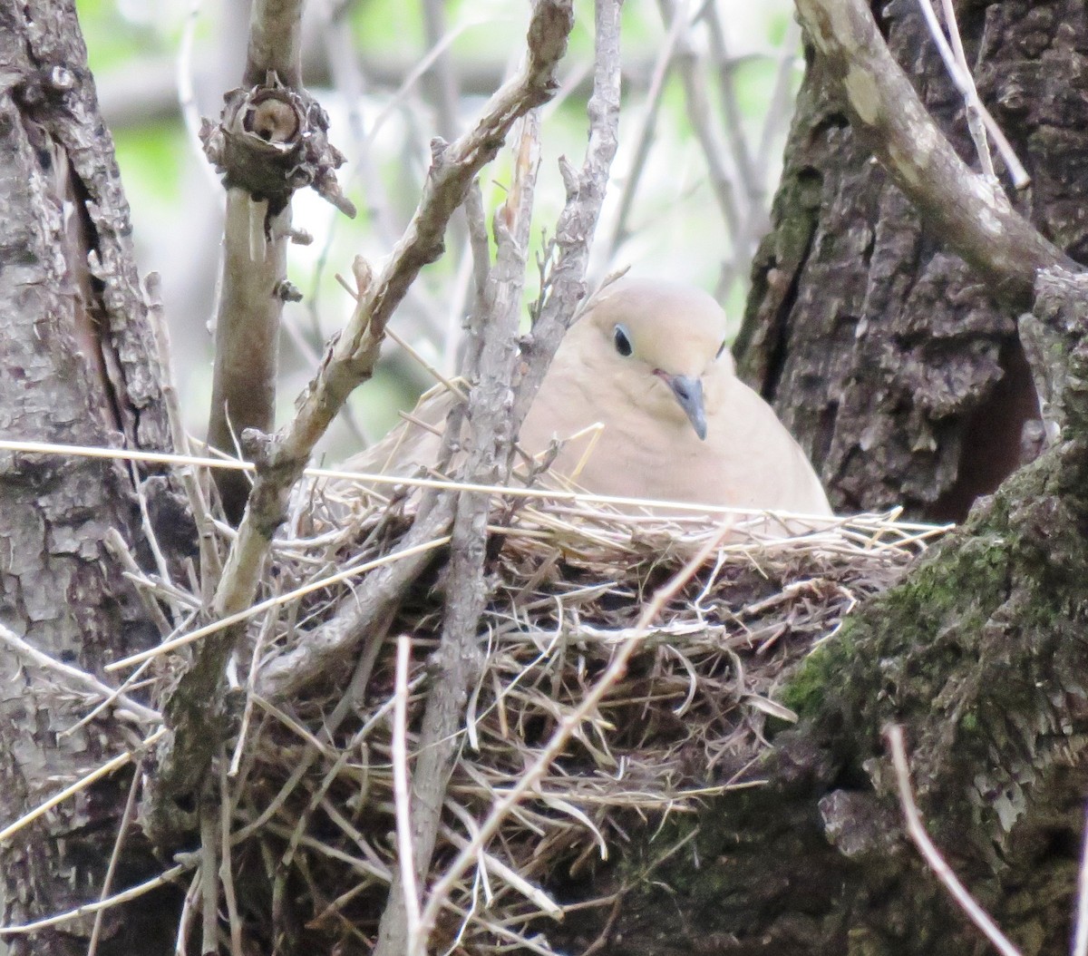 Mourning Dove - ML101859091