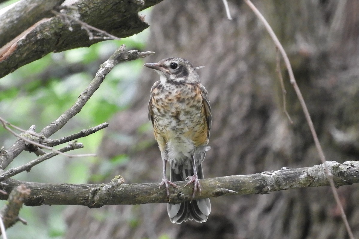 American Robin - ML101859131
