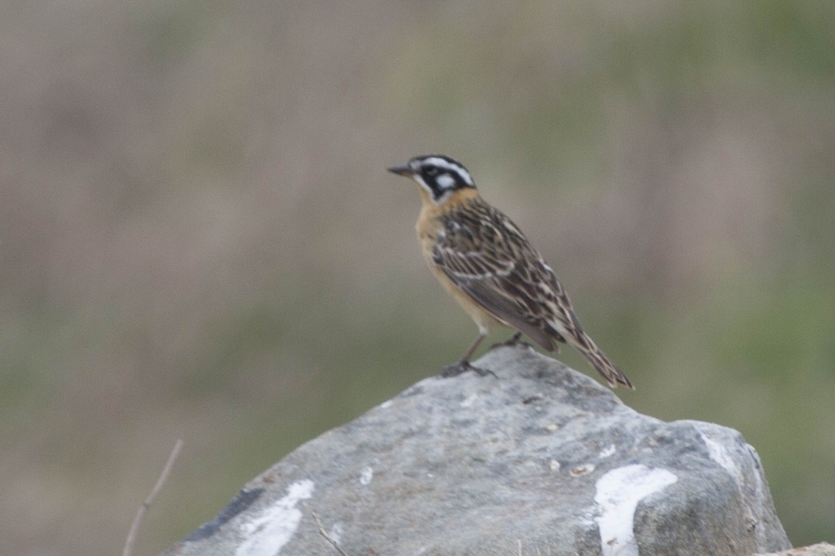 Smith's Longspur - ML101864171