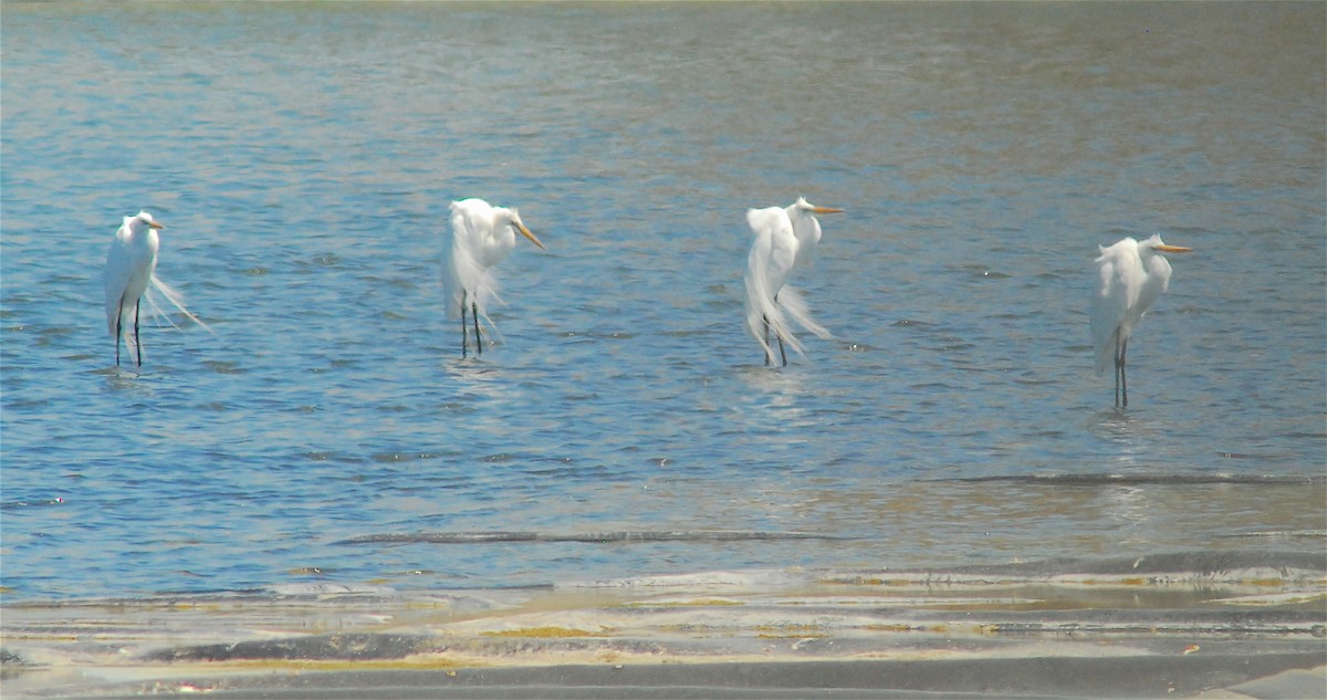 Great Egret - ML101864701