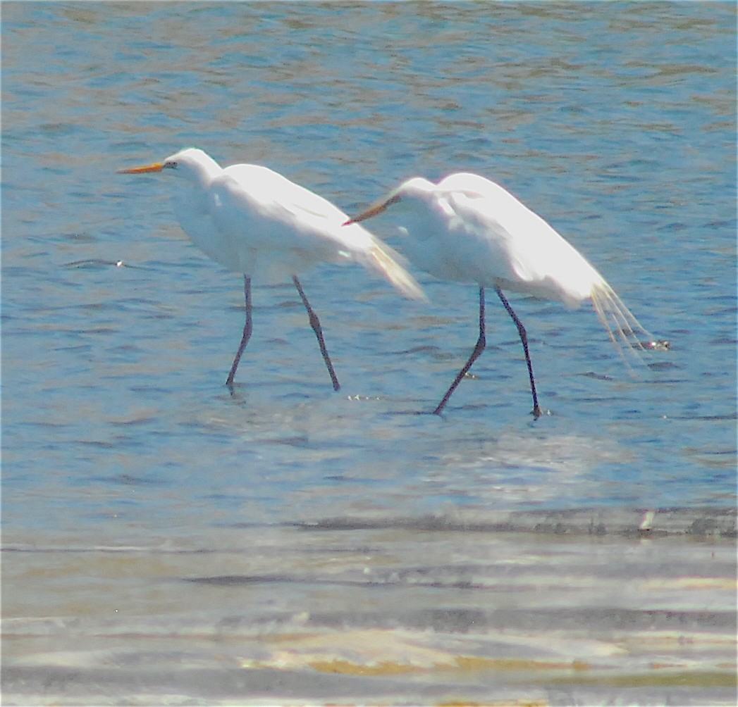 Great Egret - ML101864741