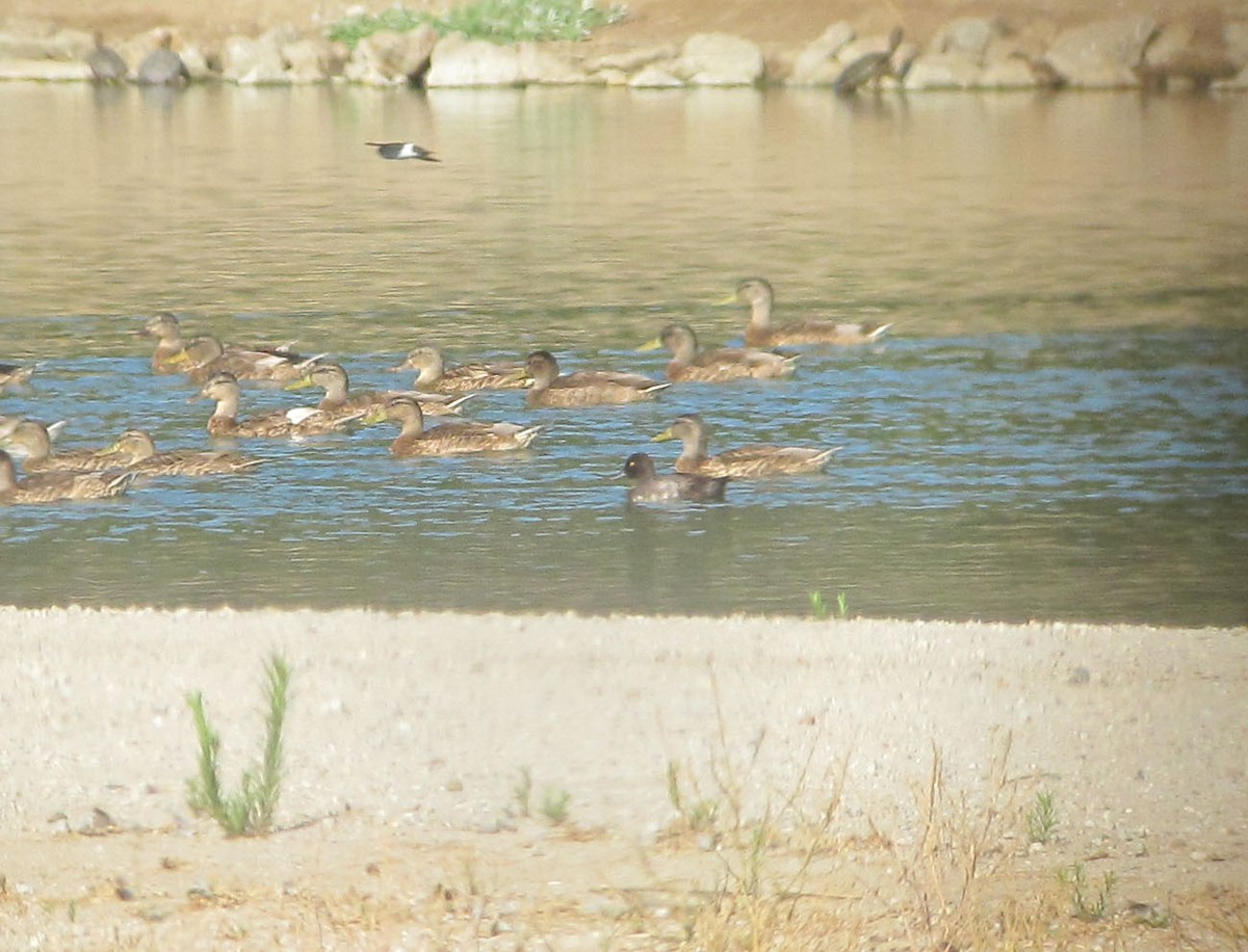 Lesser Scaup - Tom Edell