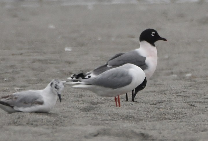 Franklin's Gull - ML101865071