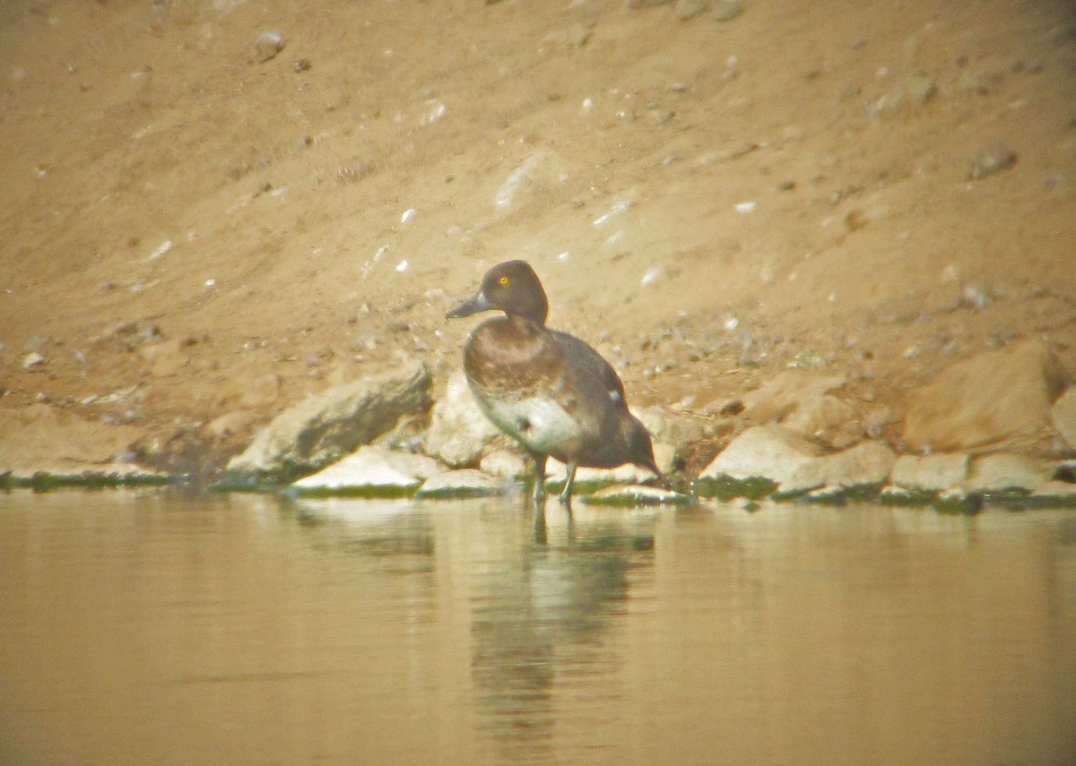 Lesser Scaup - ML101865291