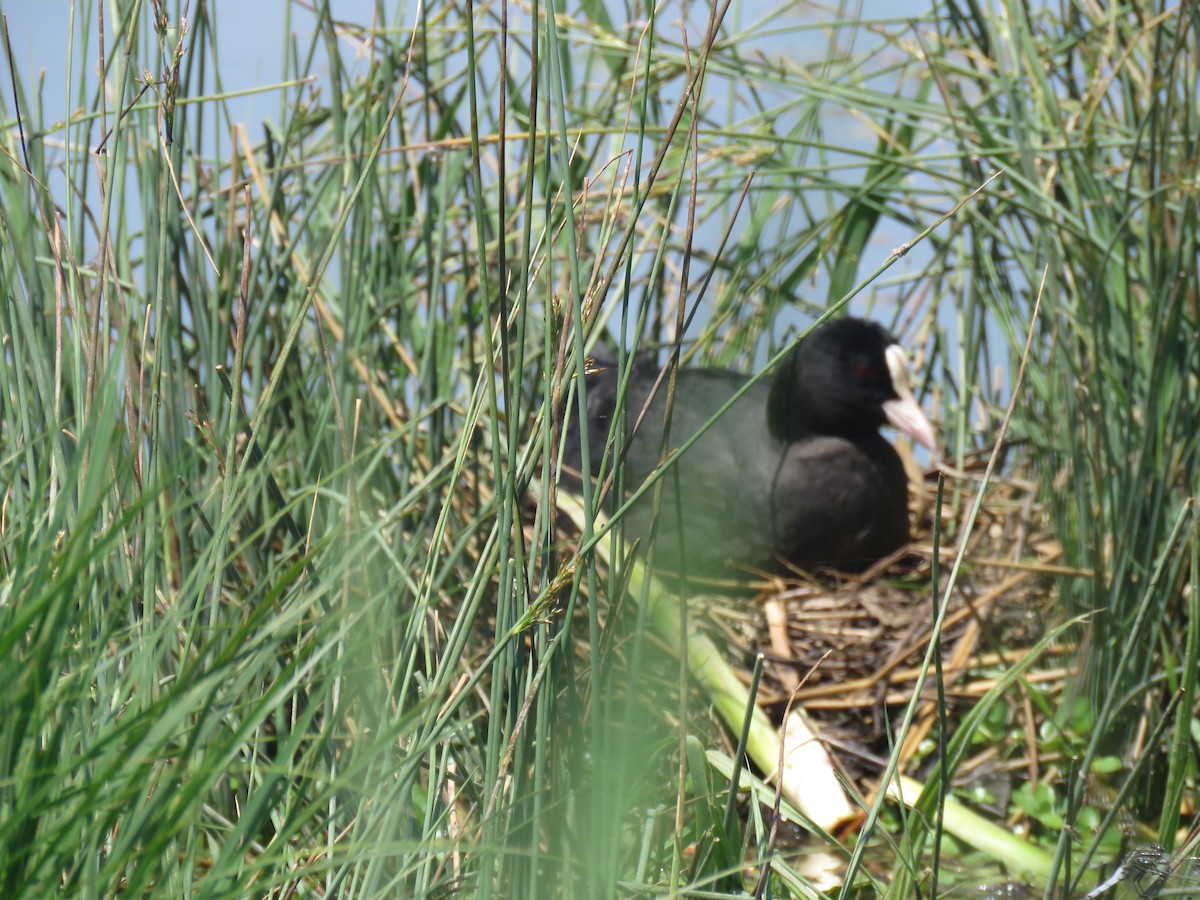 Eurasian Coot - ML101865721