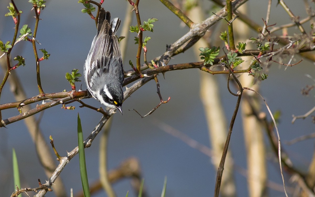 Black-throated Gray Warbler - Alex Eberts