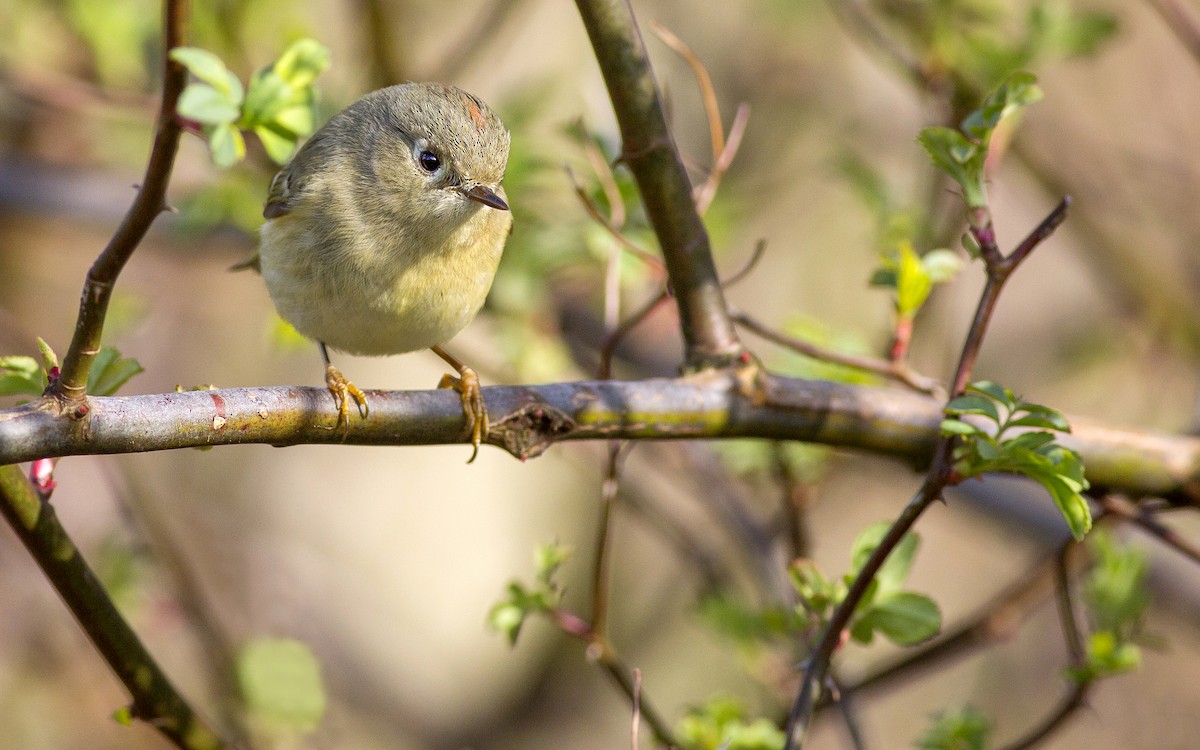 Ruby-crowned Kinglet - ML101867821