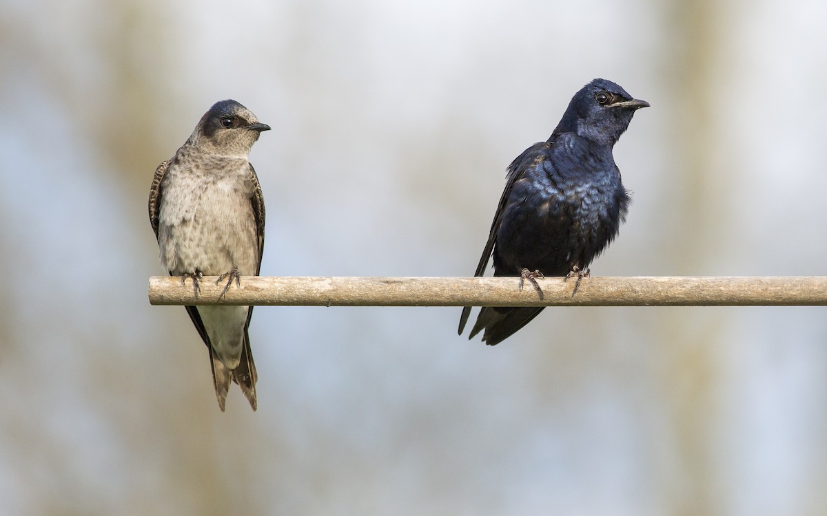 Purple Martin - Alex Eberts