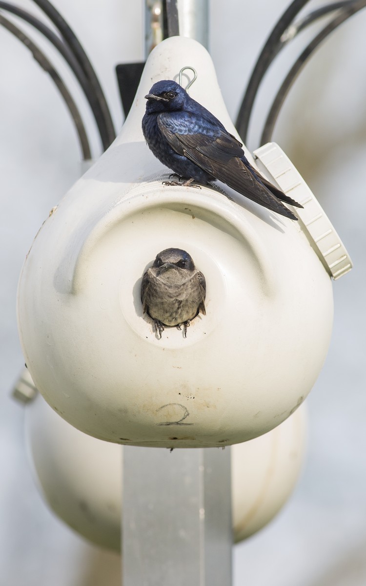 Purple Martin - Alex Eberts
