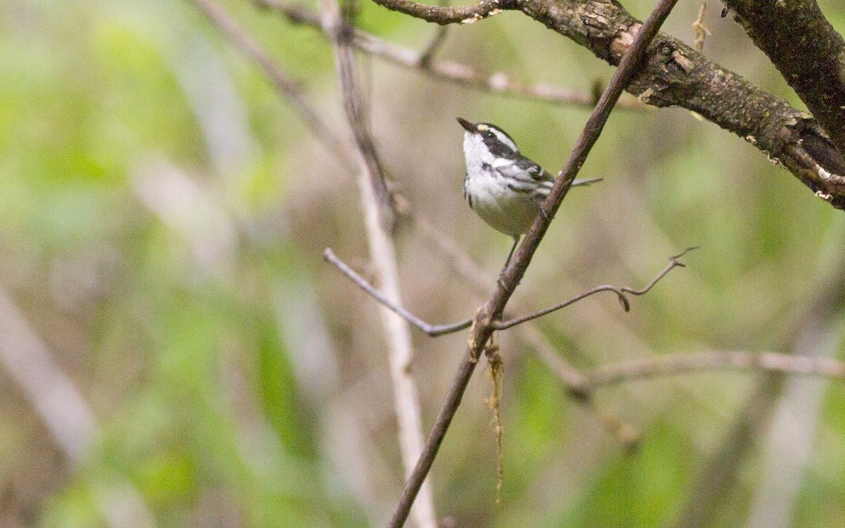 Black-throated Gray Warbler - ML101868921