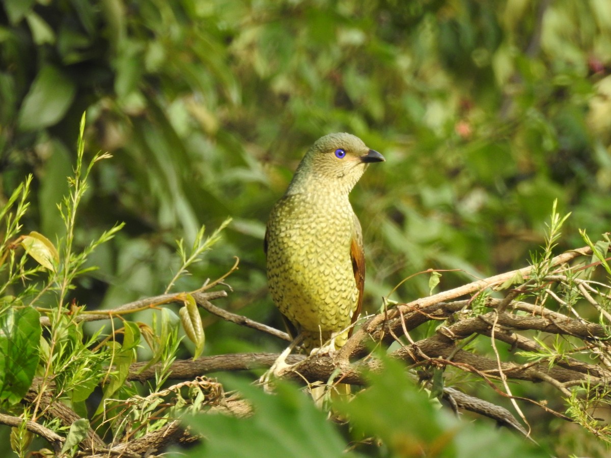 Satin Bowerbird - Eliza Scott