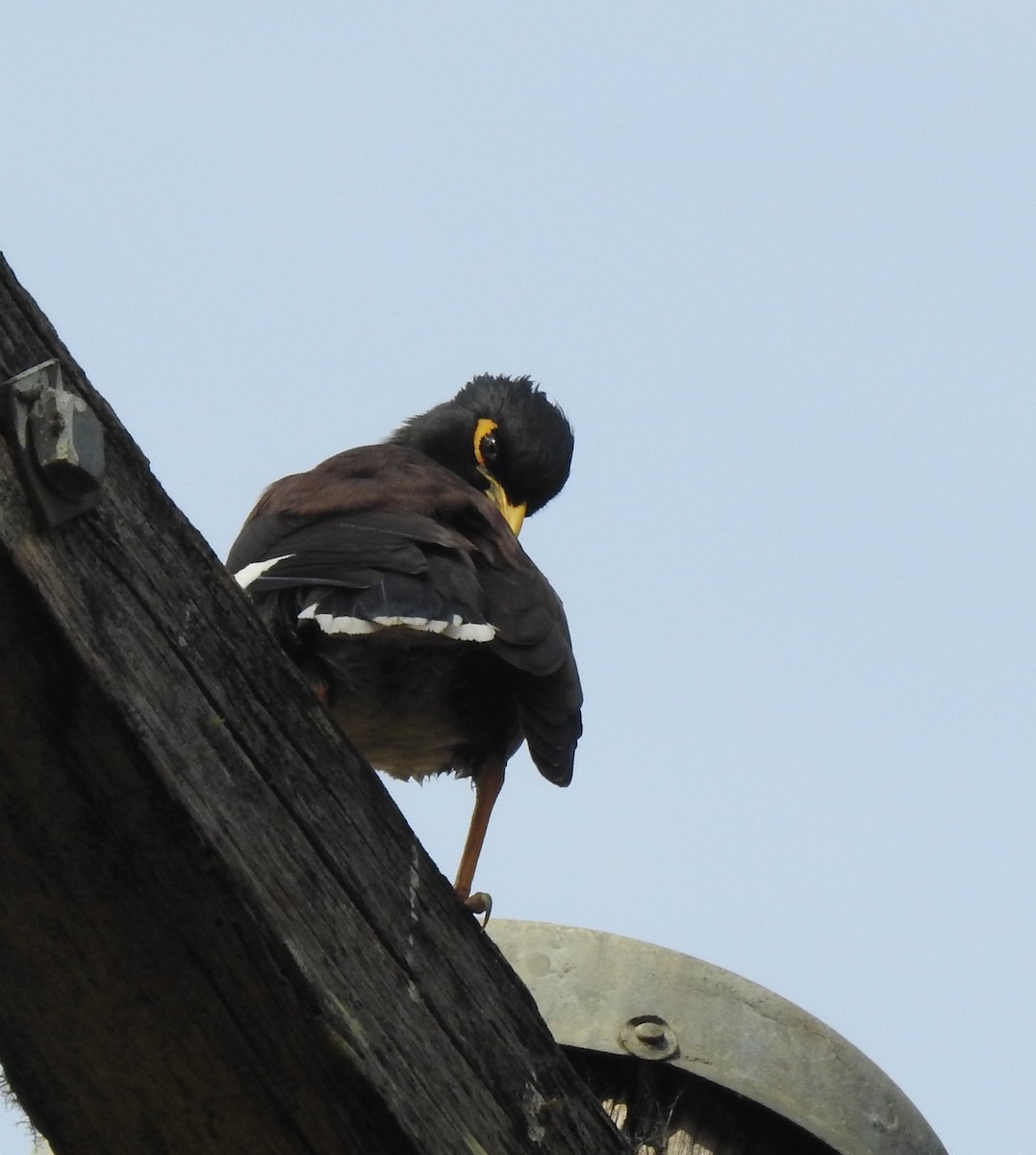 Common Myna - ML101870161