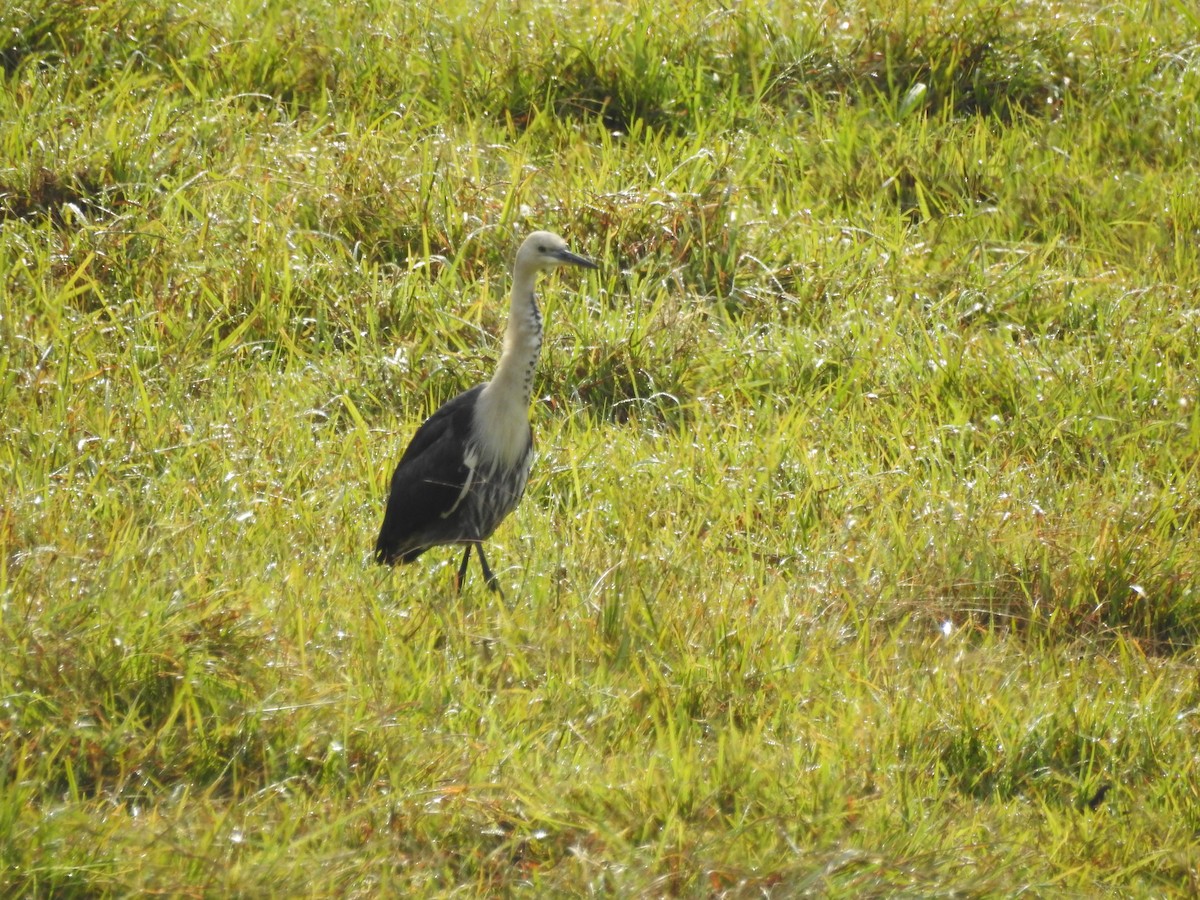 Pacific Heron - Eliza Scott