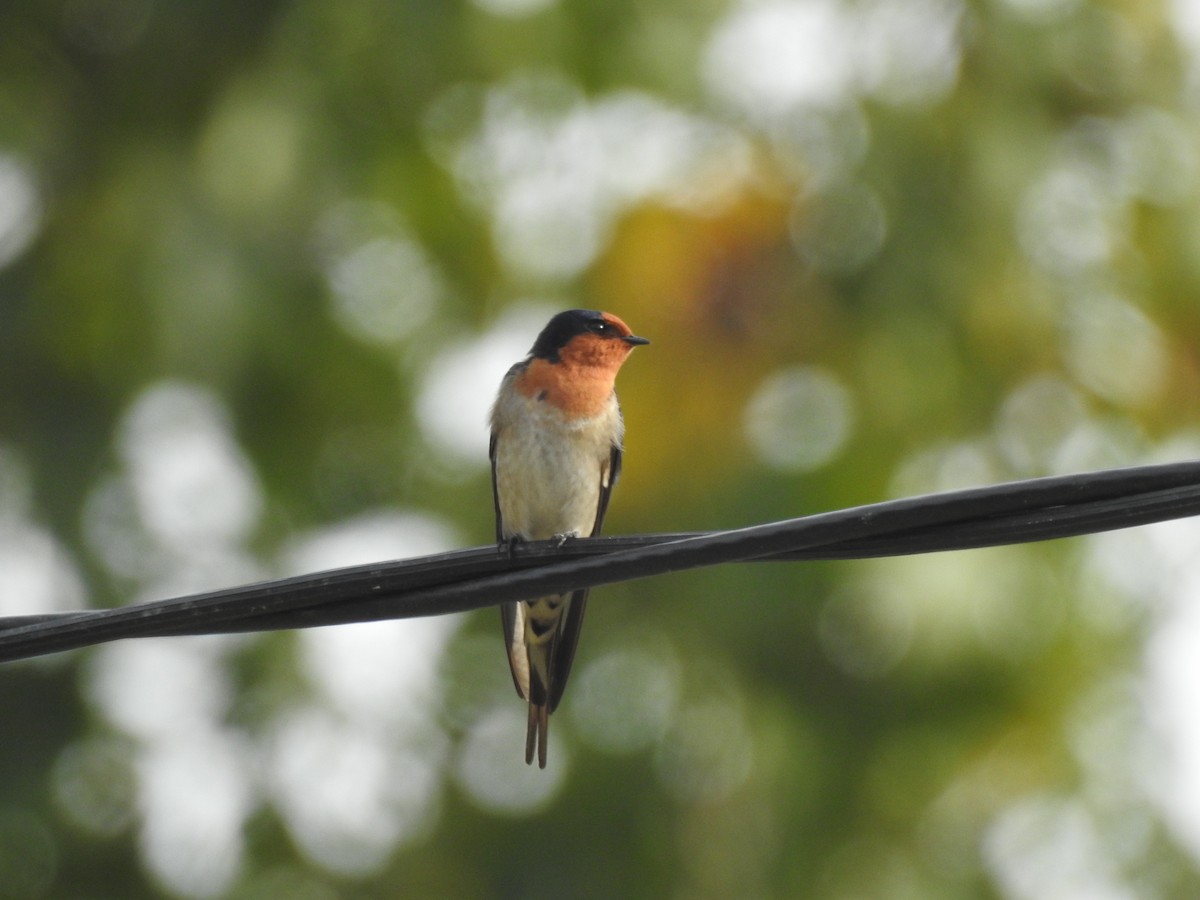 Hirondelle messagère - ML101870221