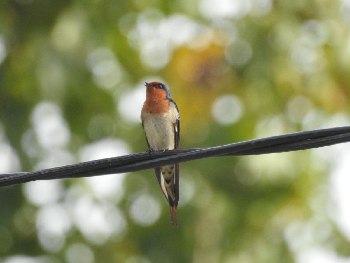 Hirondelle messagère - ML101870271