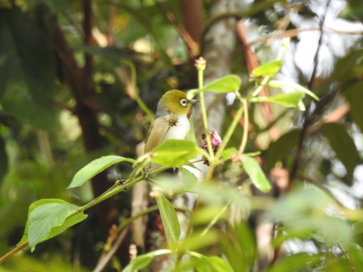 Graumantel-Brillenvogel - ML101870291