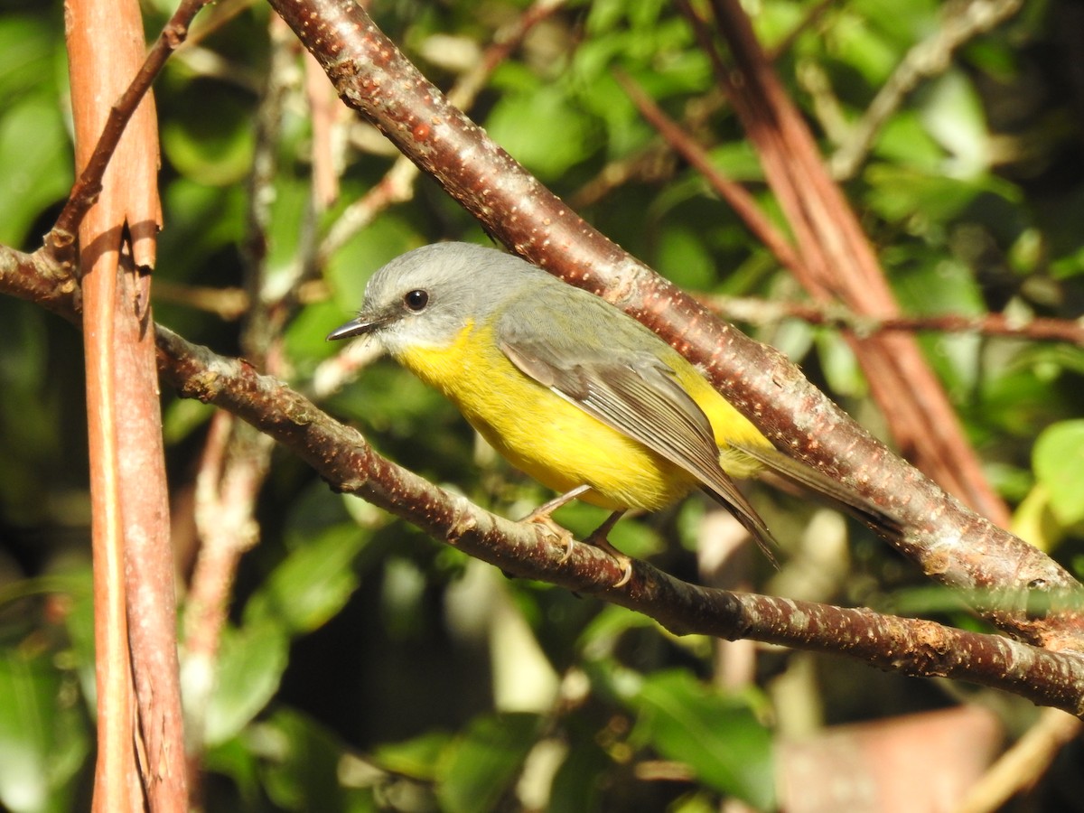 Eastern Yellow Robin - ML101870341