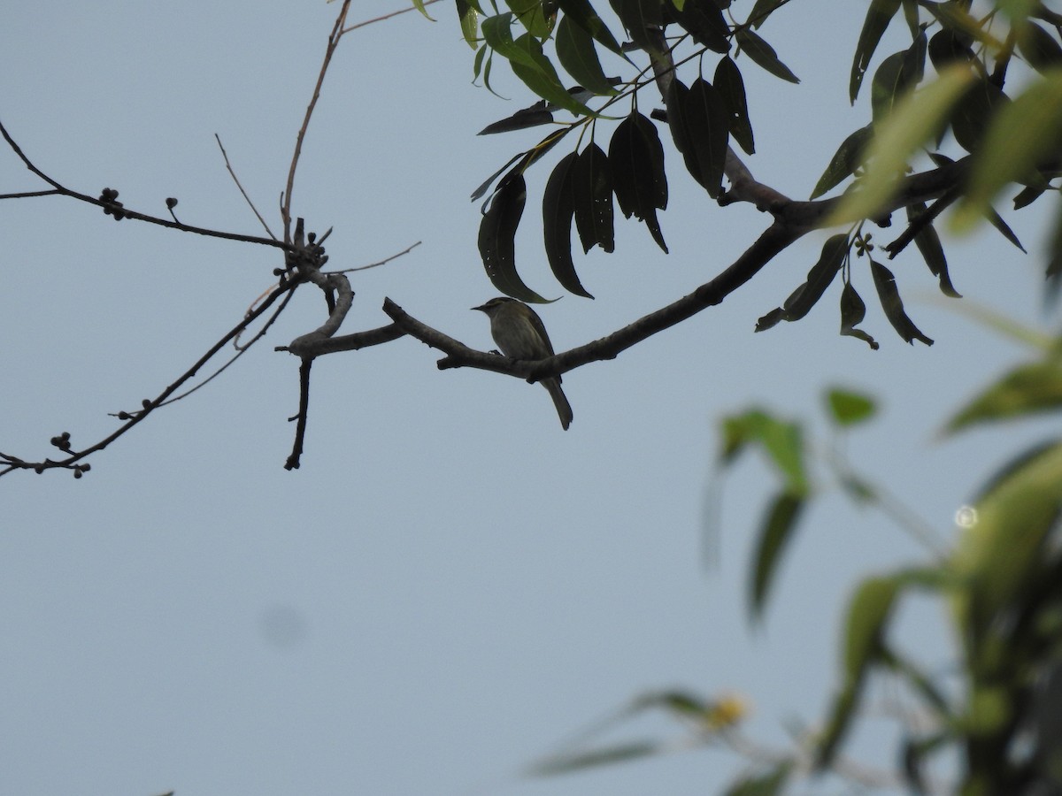 Yellow-faced Honeyeater - ML101870411