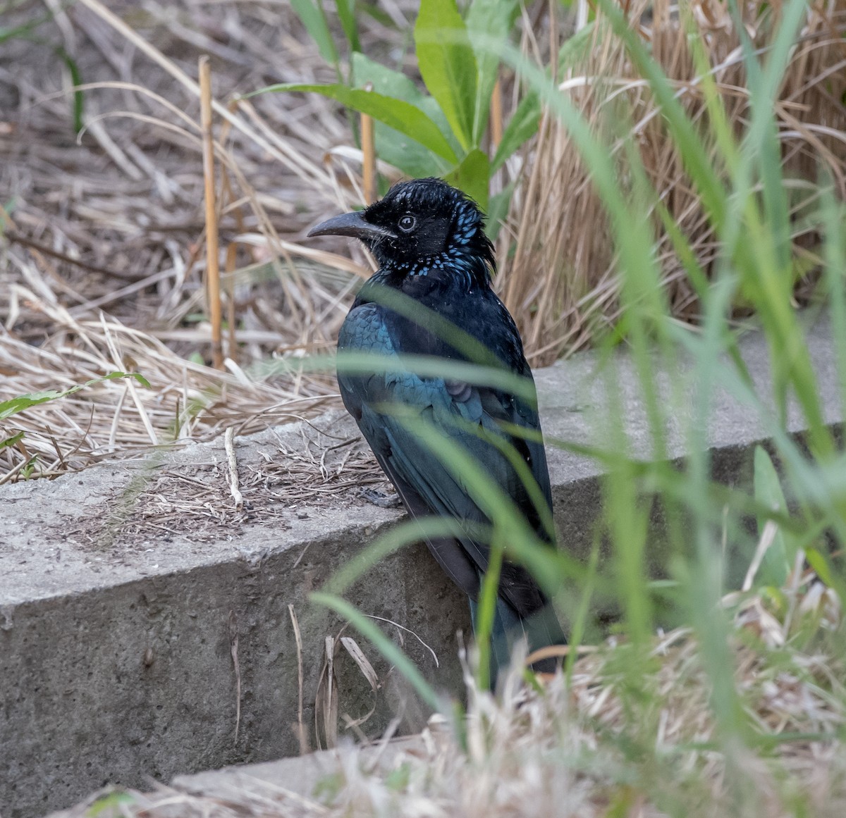 Hair-crested Drongo - Kai Pflug