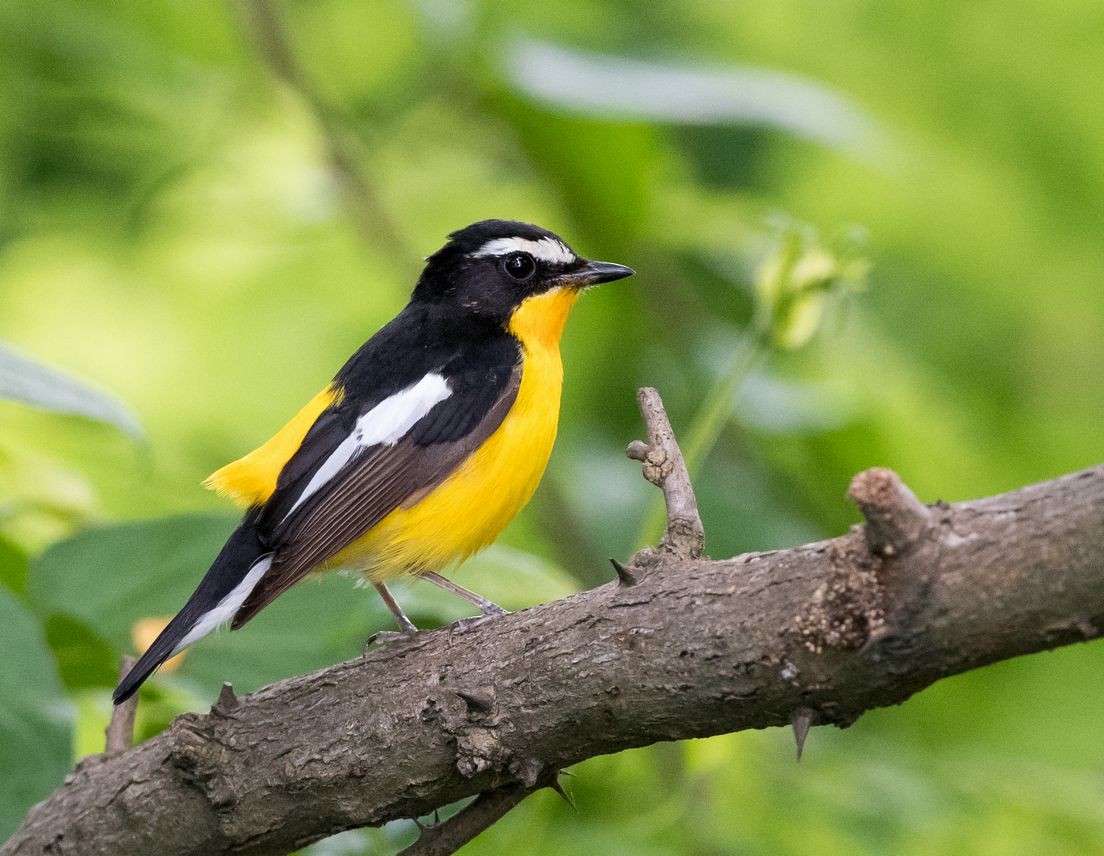 Yellow-rumped Flycatcher - Kai Pflug